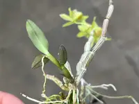 Dendrobium officinale