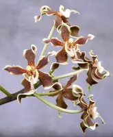 Paraphalaenopsis labukensis | SapphireChild Orchids