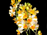 Vandaenopsis Pulcherrimin