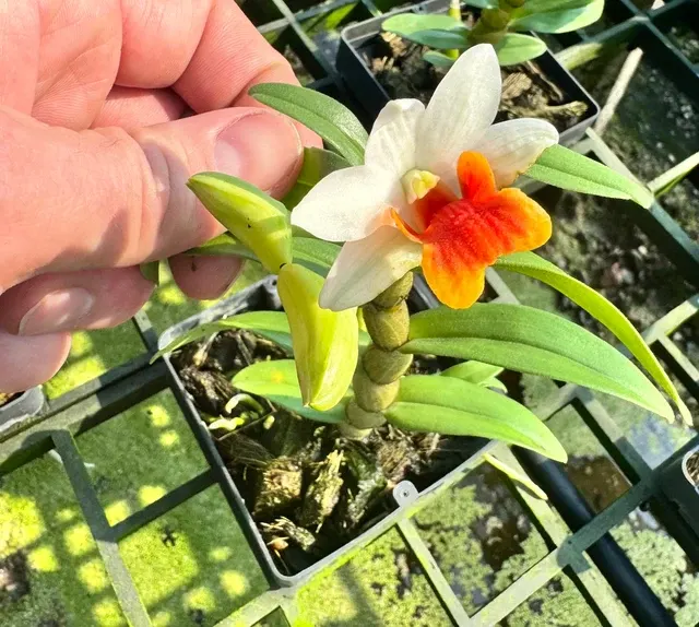 Dendrobium Sweet Dawn 'Jairak' (Dendrobium)