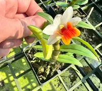 Dendrobium Sweet Dawn 'Jairak' — No