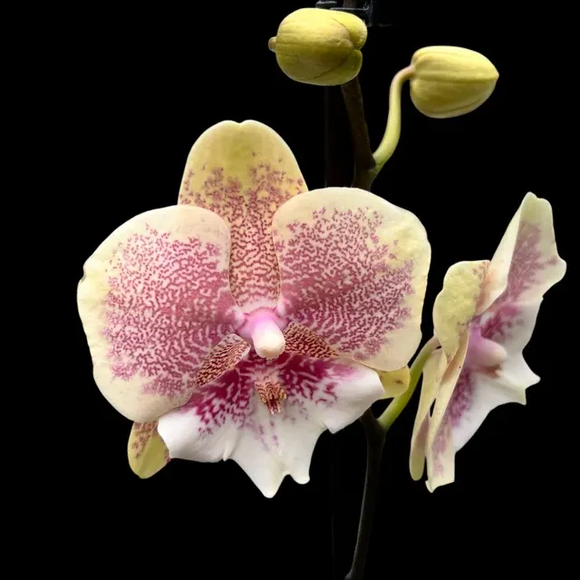 Phalaenopsis 'Limited #18’ Big Lip