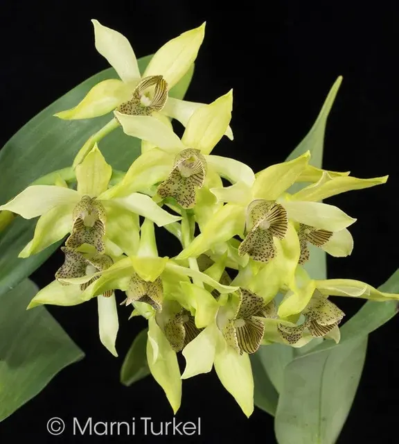 Dendrobium engae x atroviolaceum