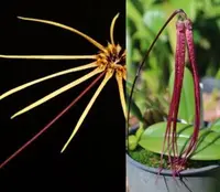 Bulbophyllum makoyanum x treschii