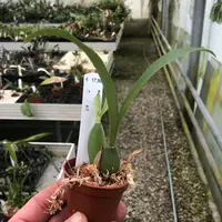 Rossioglossum insleayi — Jungpflanze
