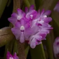 Trichoglottis latisepala sp.