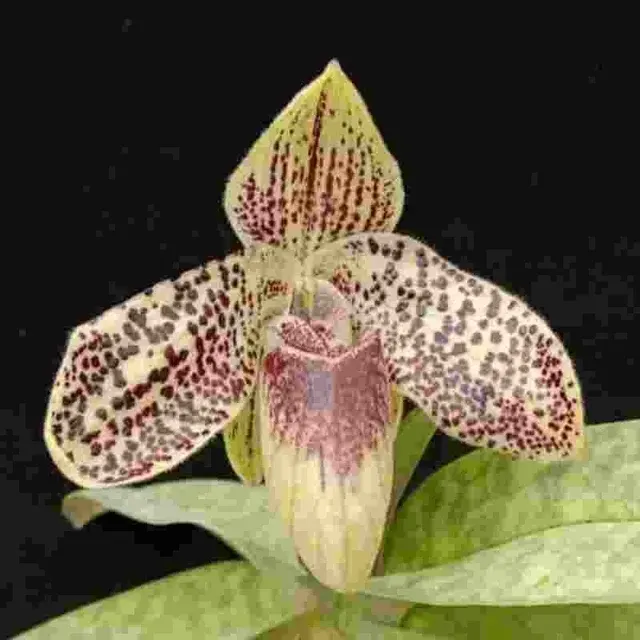 Paphiopedilium Madeline (Paphiopedilum)