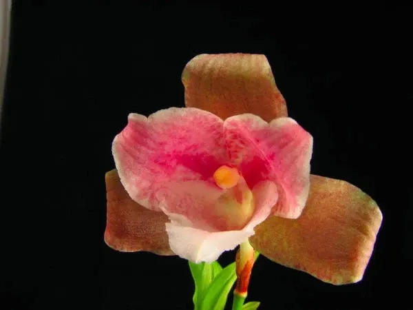 Lycaste brevispatha (Lycaste)