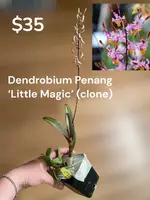 Dendrobium Penang ‘Little Magic’ 4in (Local Only)