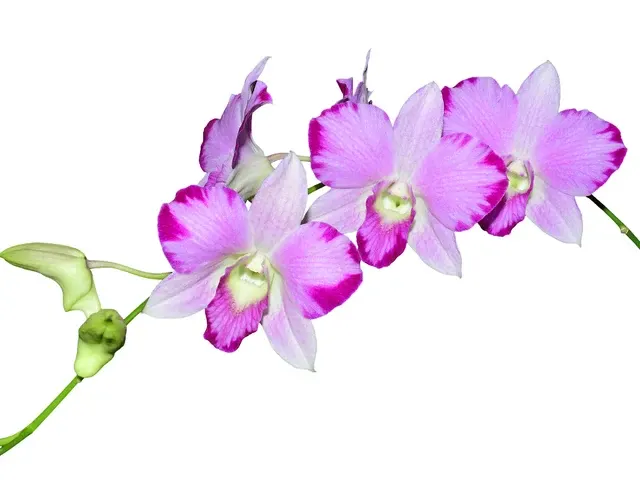 Dendrobium Ekapol Red Mutation (Dendrobium)