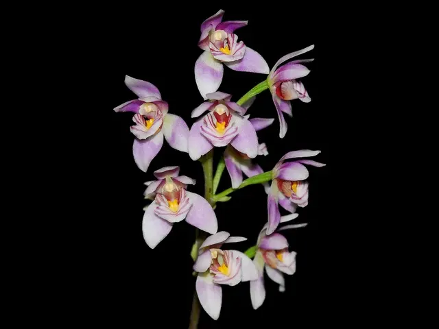 Koellensteinia ionoptera