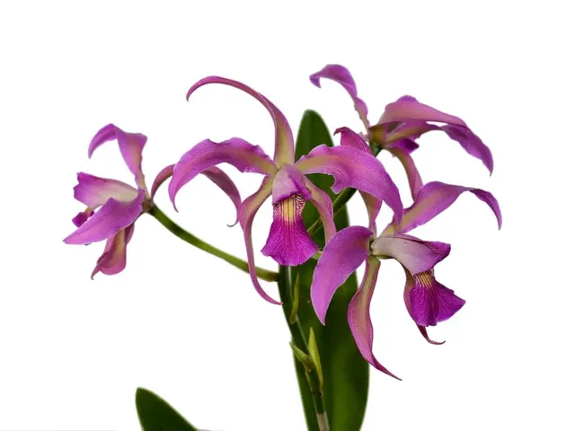 Laeliocattleya Maria Jose Pinto (Laeliocattleya)