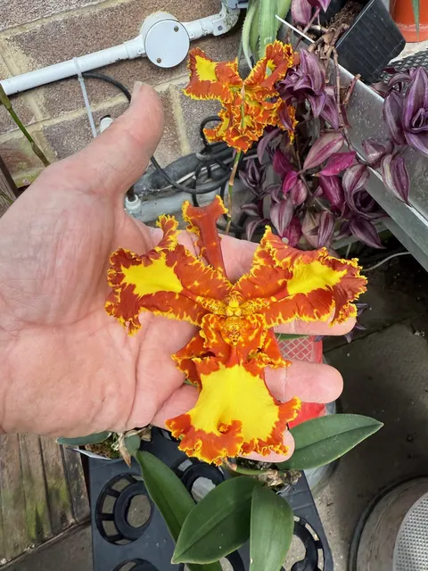 Psychopsis Mariposa ‘Peloric’ Or ‘3 Lipped’ (Psychopsis)