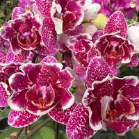 [Bare-root] #PA# Phal. Masque (Peloric) [2.4" NBS][Sept in stock 26]