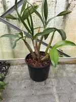 Dendrobium speciosum (XXL)