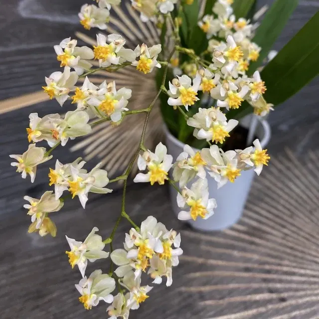 Oncidium Twinkle White Shower - Flori Parfumate