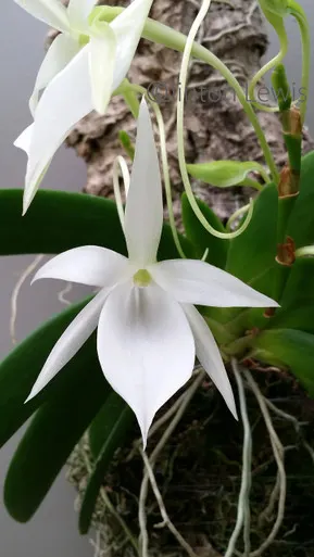 Angraecum leonis x sib (Angraecum)