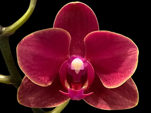 Phalaenopsis Lianher Happy Star