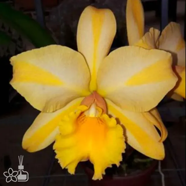 Brassolaeliocattleya Gisele Bundchen