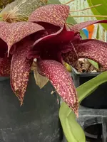 Bulbophyllum Pride of Papua (cruentum x phalaenopsis)