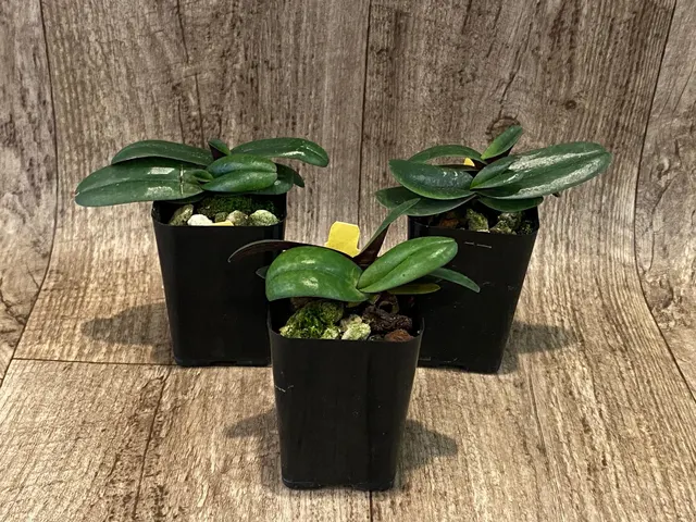 Paphiopedilum Greyi