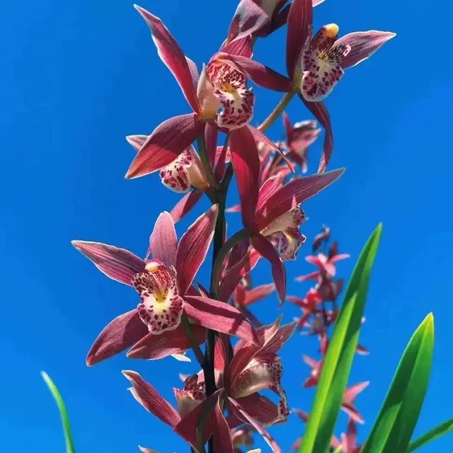 Cymbidium Lady Korea (Cymbidium)