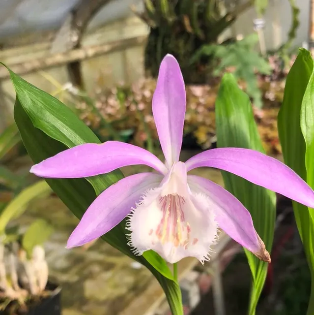 Pleione Tolima