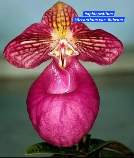 Paphiopedilum micranthum var. rubrum (Paphiopedilum)