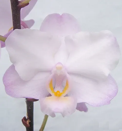 Phalaenopsis Liu's Sakura