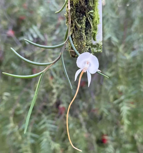 Angraecum pseudofilicornu (Angraecum)