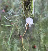 Angraecum pseudofilicornu