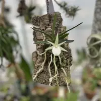 Angraecum didieri
