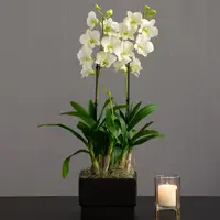 White Dendrobium Orchid in black ceramic cachepot