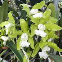 C. (guttata alba `Fields' AM/AOS x schoefieldiana `Tesch') Cattleya Orchid Plant 2.25" Pot