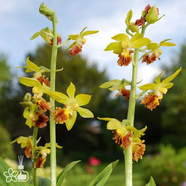 Calanthe tricarinata