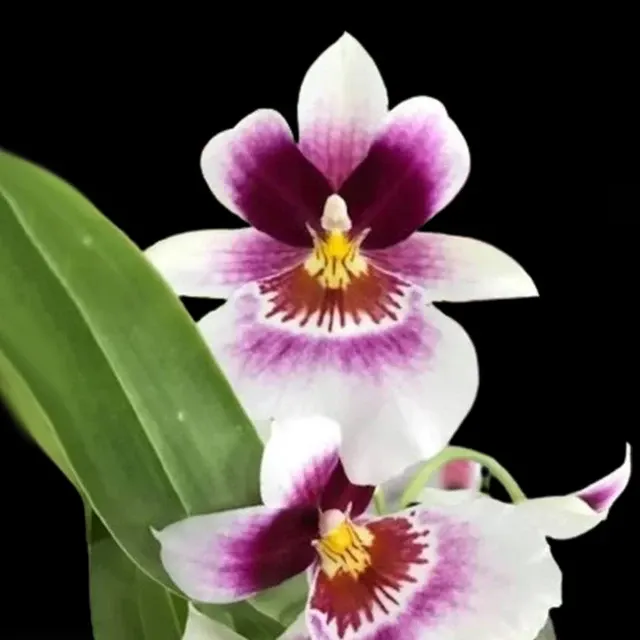 Miltonia Red Baron