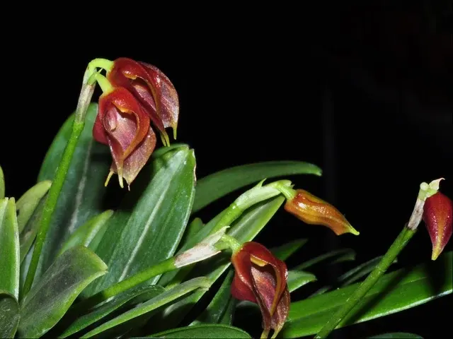 Masdevallia phoebe (Masdevallia)