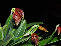 Masdevallia phoebe