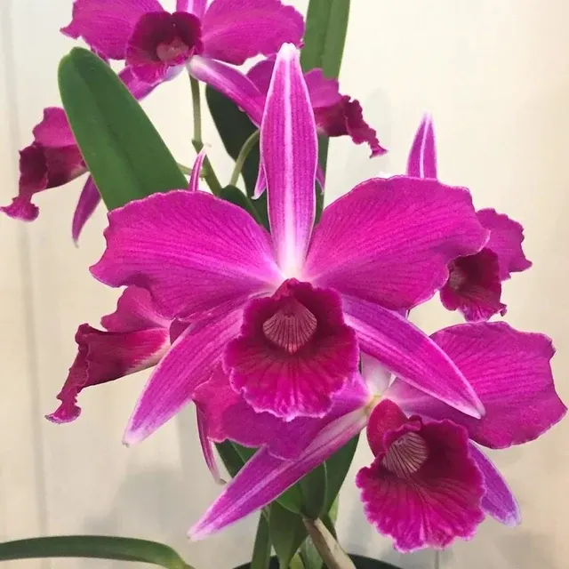 Cattleya purpurata var sanguinea