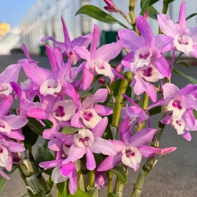 Dendrobium Kurenai x unicum