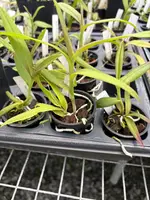 Barkeria uniflora