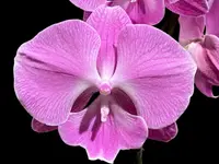 Tall Spike Phalaenopsis Miki Strawberry Freckle (4.5″ pot)