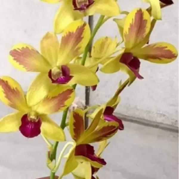 Dendrobium Gift by God Splash