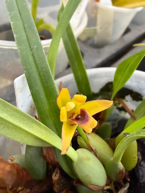 Maxillaria caespitifica fragrant species orchid (Maxillaria)