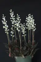Ludisia discolor - Jewel Orchid (4" pot)