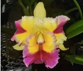 Cattleya Alliance - Rlc. Stitch Labs 'Volcano Fancy'