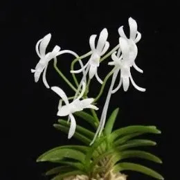 Neofinetia Falcata Sp. (Neofinetia)