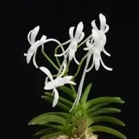Neofinetia Falcata Sp.
