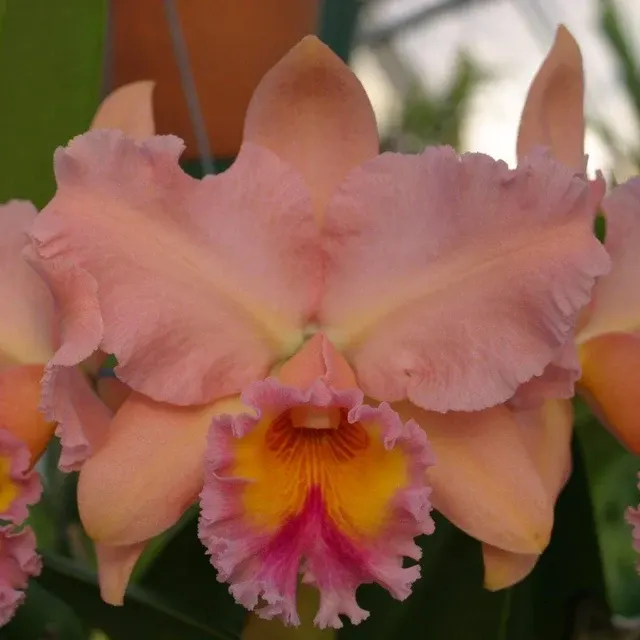 Brassolaeliocattleya George King (Brassolaeliocattleya)