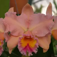 Blc. George King (`Serendipity' AM/AOS x self) 2.5" Pot